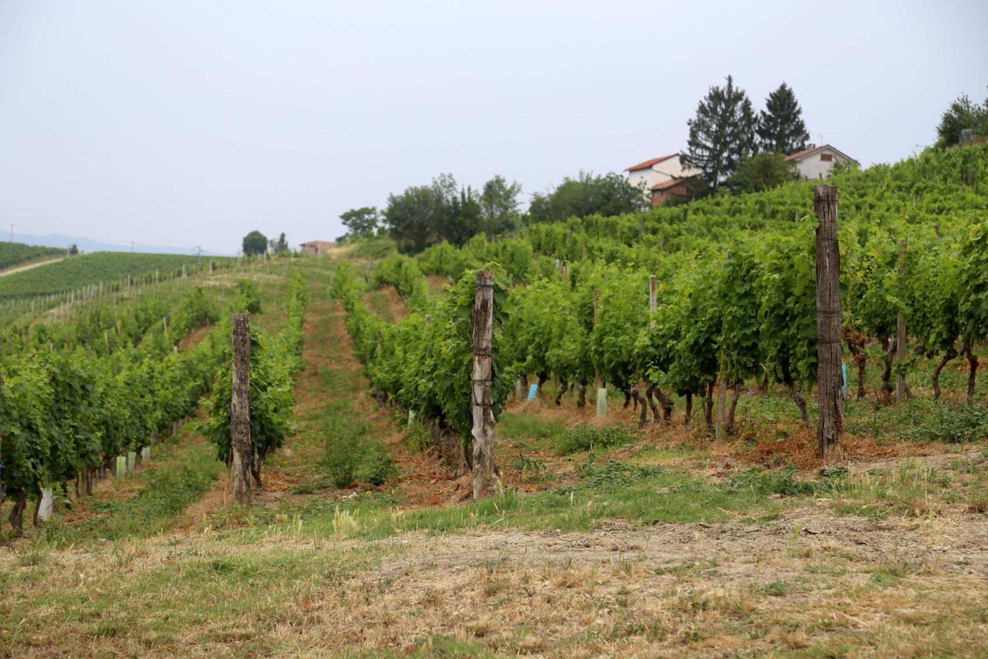 Ca' Dij Sarach Appartement Canelli Buitenkant foto